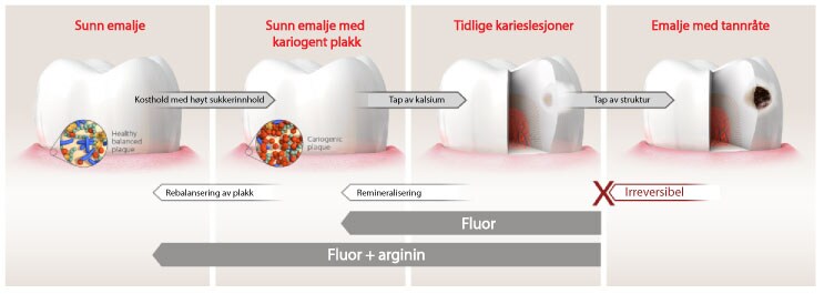 Tannemalje skade infographic